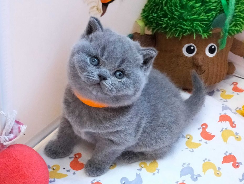 Słodka koteczka  Rodowód Międzynarodowy