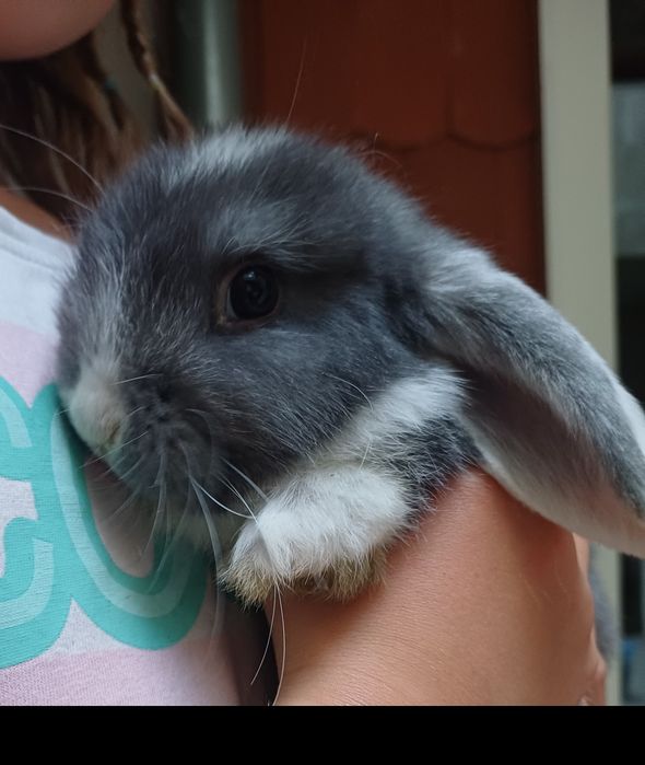 Króliki Mini Lop