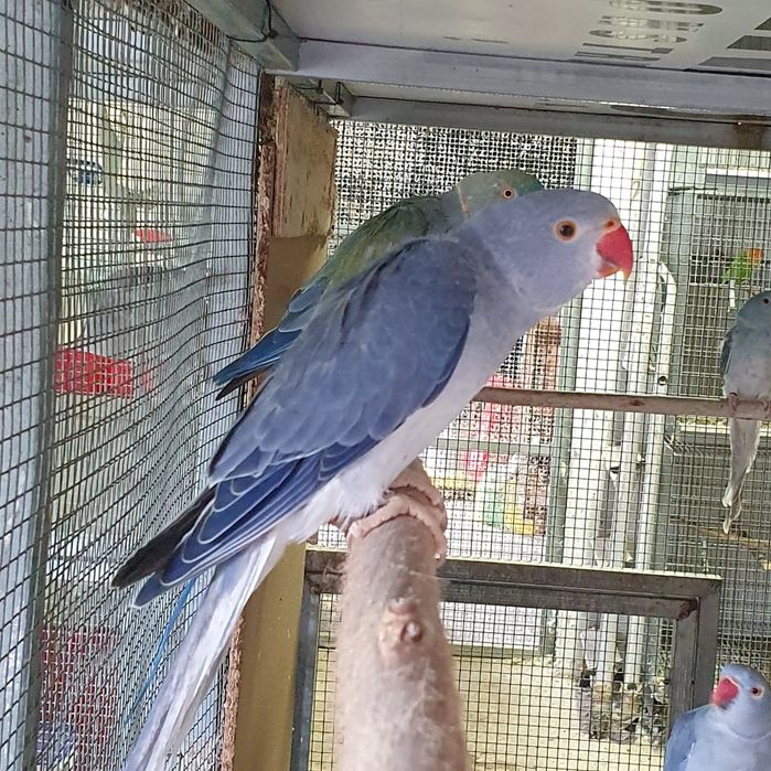 Ring Necks 2025 - Aves com documentação