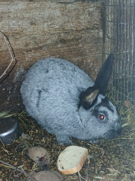 Продам кролей . Полтавское серебро . Возраст 3 месяца. Цена 100.гр