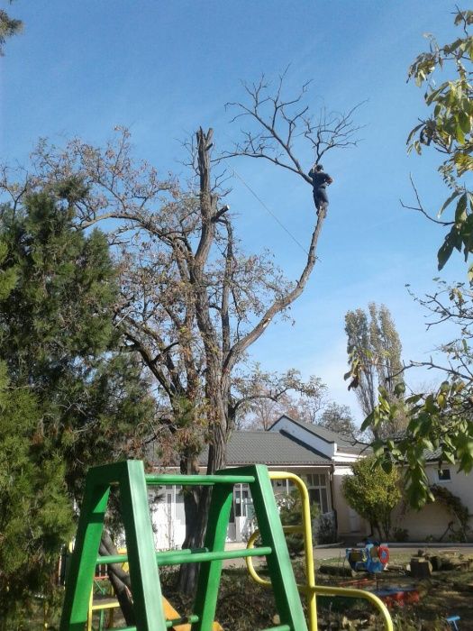 Обрезка и спил деревьев с вывозом веток.Все аккуратно.