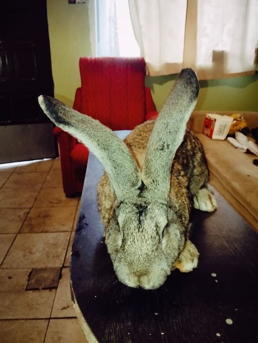 Piękne Króle Belgi