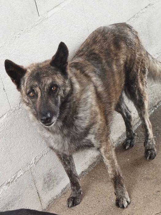 HIENA (Fêmea, Adulta) Para Adoção