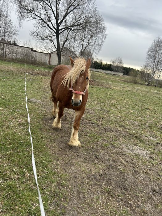Kobyła polski koń zimnokrwisty