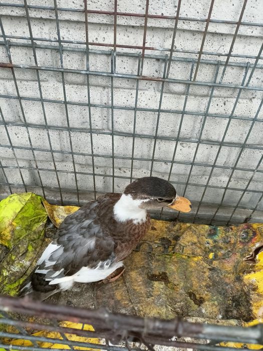 Sprzedam call duck