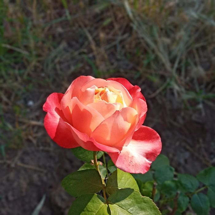 Роза сорт Вувузела