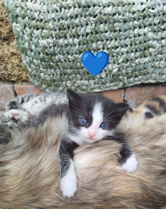 Котята бесплатно 2 мальчика и девочки для удачи ,ДР 26 апреля, чистые