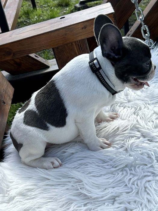 Buldog francuski piesek