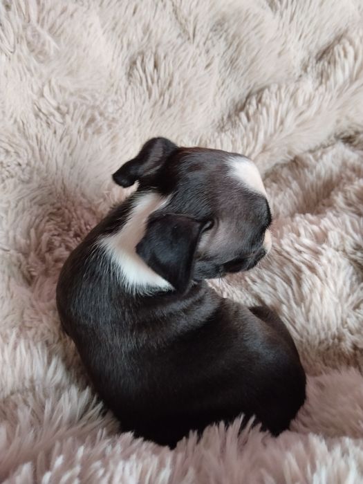 Boston terrier piesek