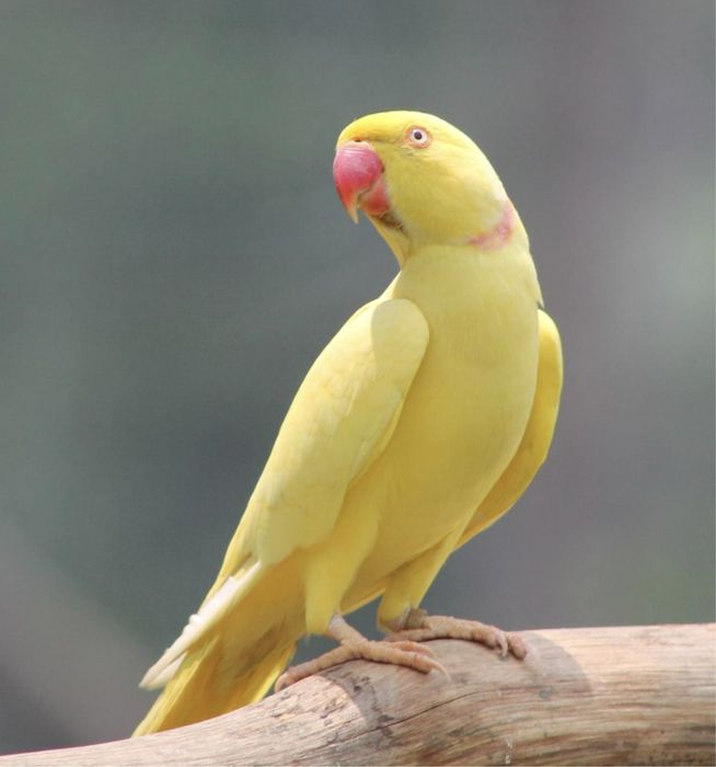 RingNeck Amarelo M/F