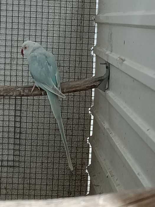 Casal reprodutores e aves adultas