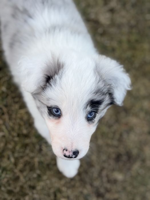 Border Collie pies Blue Merle