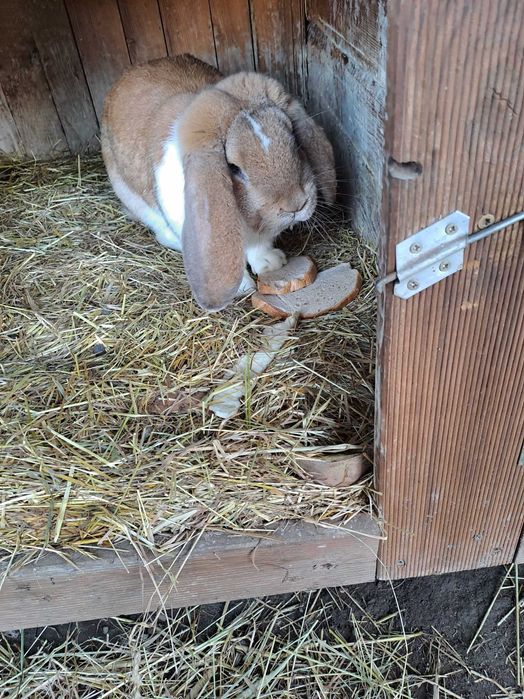 Sprzedam kroliki barany francuskie