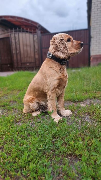 Мальчик Английский кокер Спаниель ищет девочку