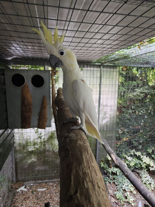 Cacatua Sulphurea