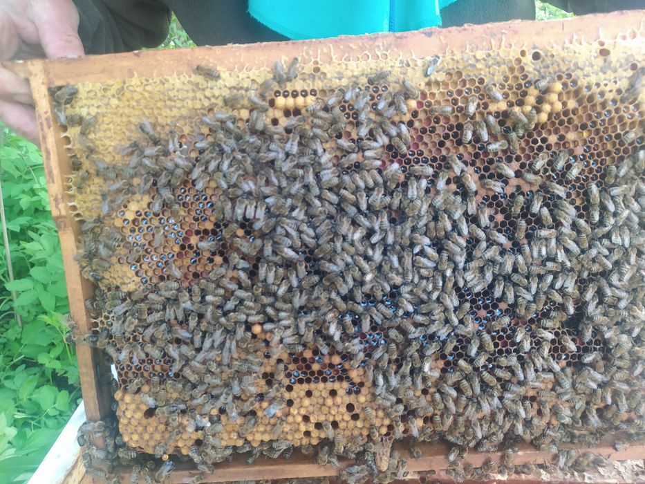 Бджоли, Бджолопакети