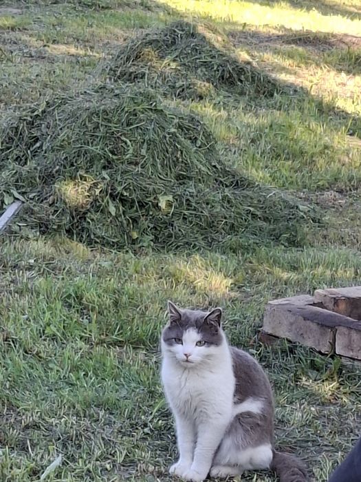 Котик в добрі руки