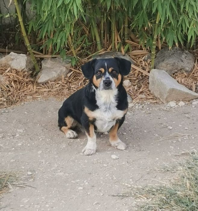 Macho porte pequeno para adoção