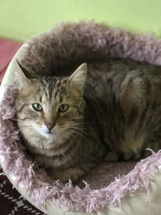 Котик Шпротик 2 год