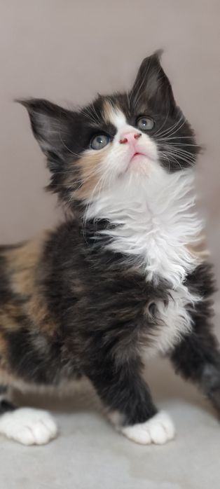 Котята Мейн-Кунята
