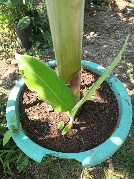 Bananeiras  musa