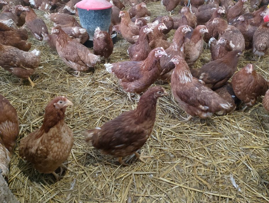 Kury nioski Isa brown