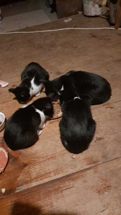 Oddam młode koty w dobre ręce