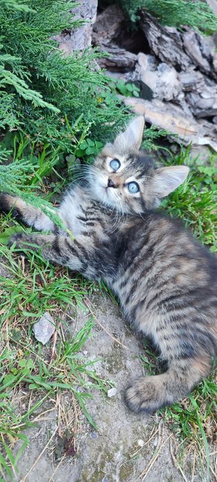 Кошенята дівчата шукають родину