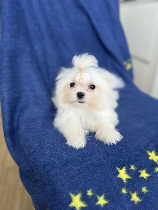 Мальтезе міні , мальтійська болонка КСУ хлопчик терміново