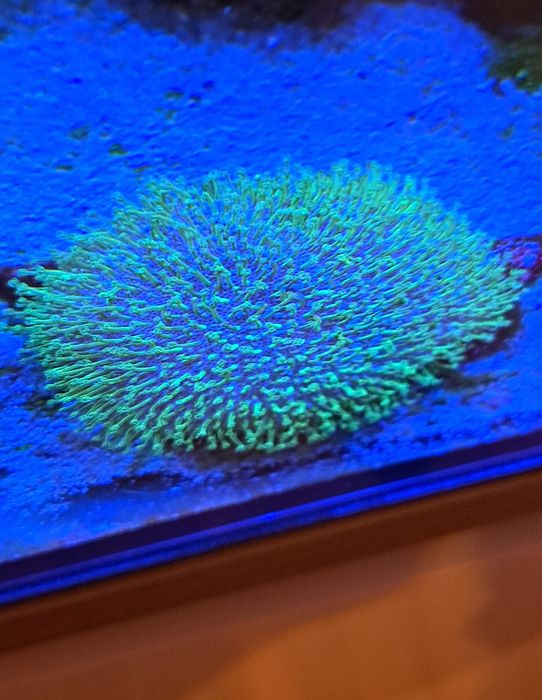 Sprzedam Sarcophyton sp.