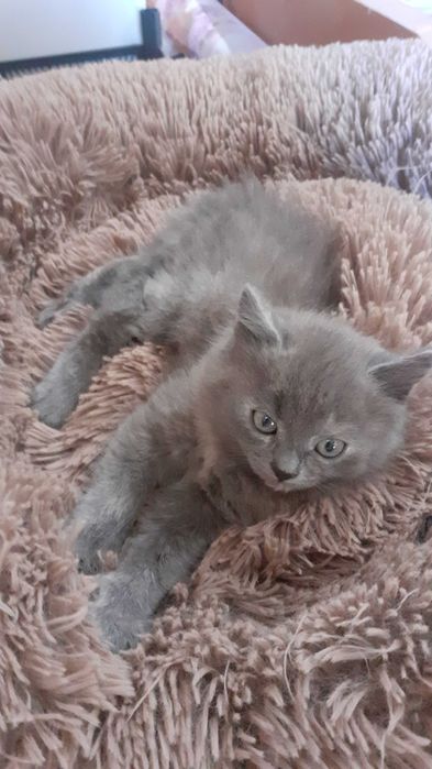 Віддамо кошенят в добрі руки