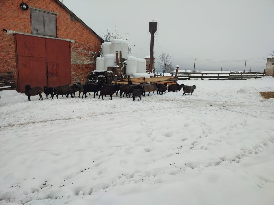 Продається вівці.