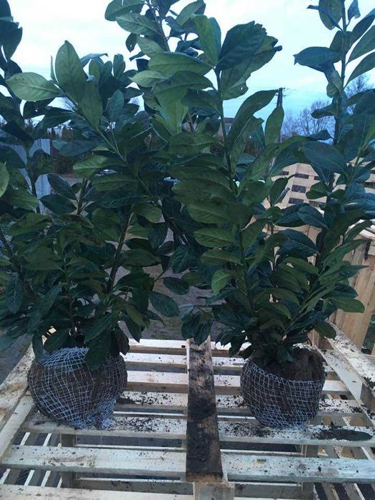 Laurowisnia novita rotundifolia caucasica w donicy rabat
