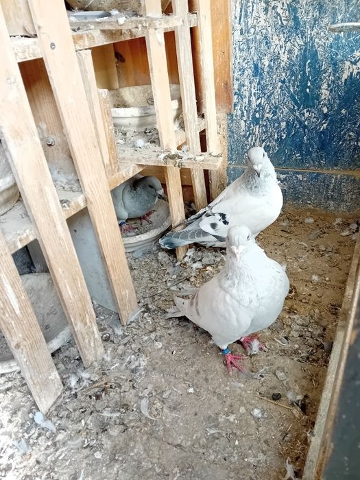 Sprzedam gołębie   I koguty  szabo młode