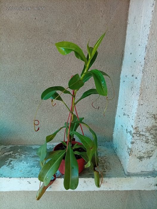 Plantas carnívoras