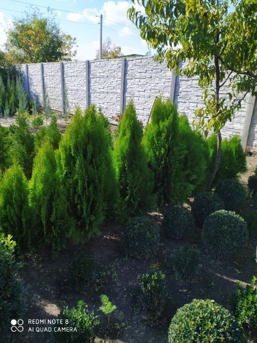 Продам туи СМАРАГД, туи АУРЕА НАНА и формированная СОСНА