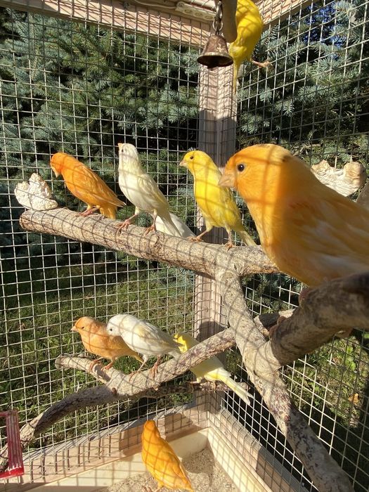 Kanarek, kanarki na sprzedaż