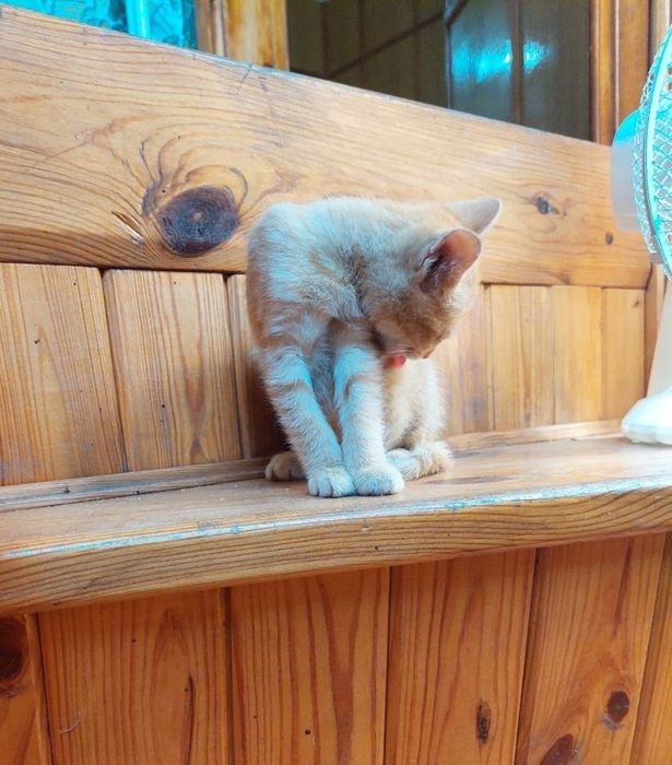 Рыжий котенок в добрые руки