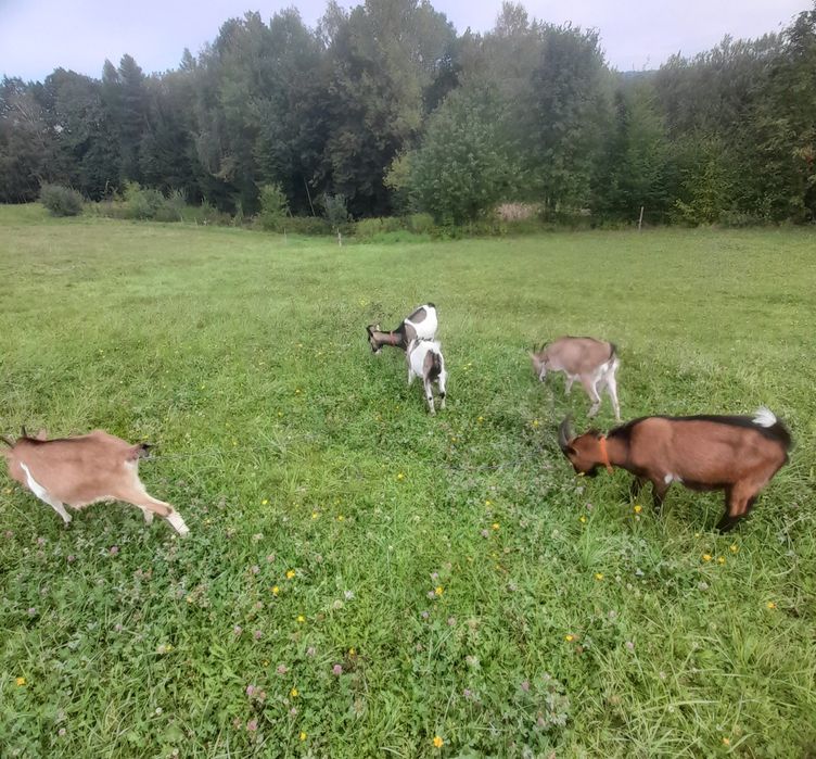 Sprzdam kozy mleczne