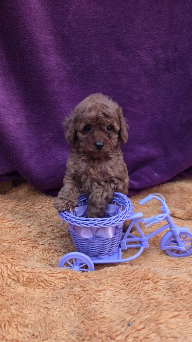 Той пудель  девочка