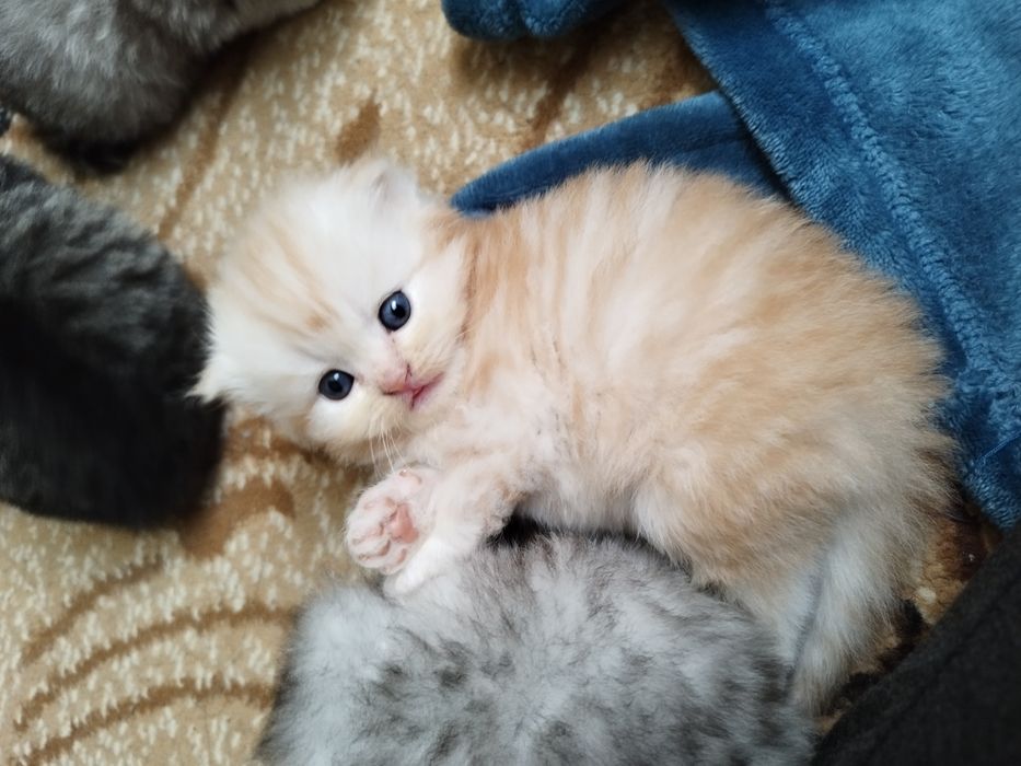 Котик приглашает на вязку.