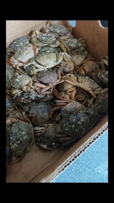 Раки на правом и Левом берегу!!! Крабы.