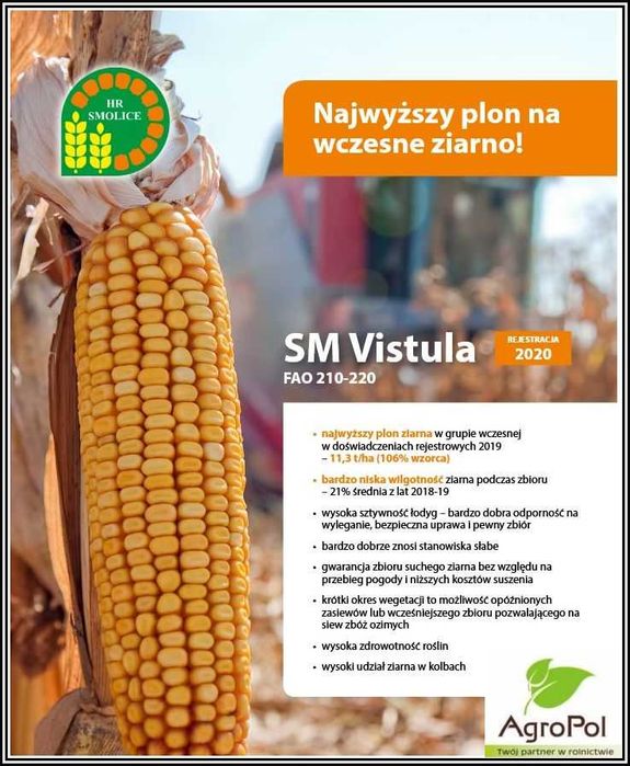 KUKURYDZA SM VISTULA - Najwyższy Plon Wczesne Ziarno Nasiona Smolice