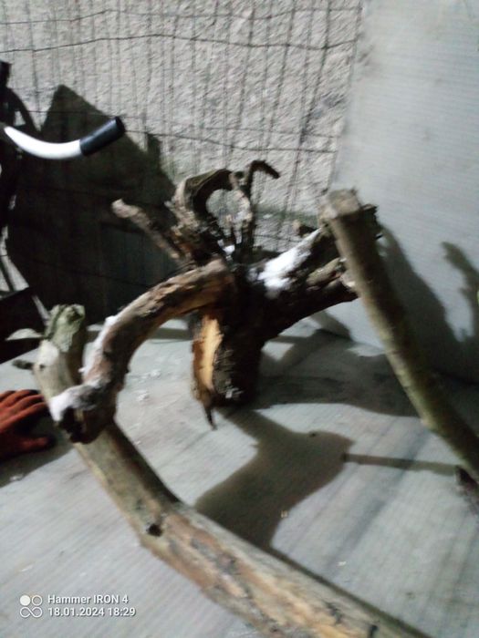 Pnie konary karpy korzenie gałęzie  ozdobne dekoracyjne