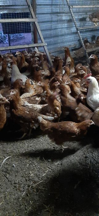Продам курей різного віку