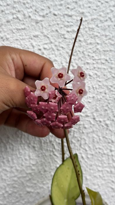 Hoya carnosa com flores