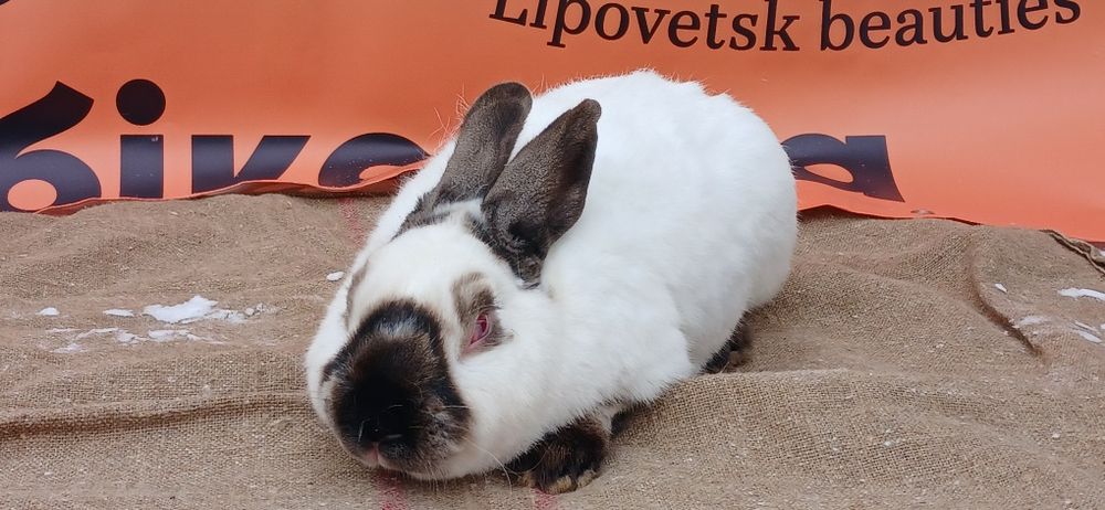 Продаж кролів каліфорнії