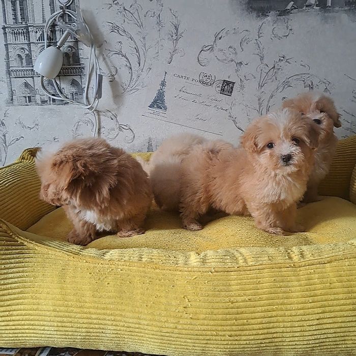 Мальтипу,мвльтипушки,f1.карамель,крем беби фейс