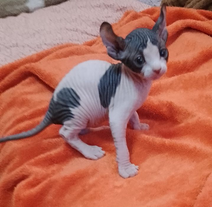 Хлопчик канадського сфінкса Ельф. Біколор.