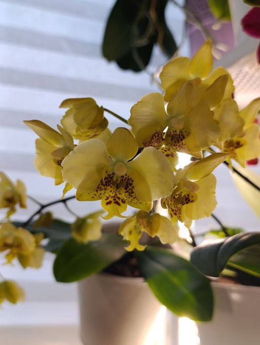 Орхідея Stuartiana var.nobillis 'Xiuya